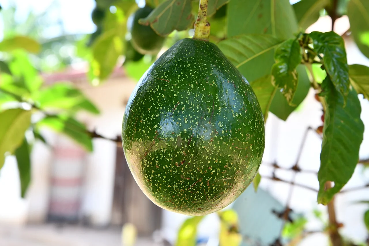 Avocado fruit growing on a tree