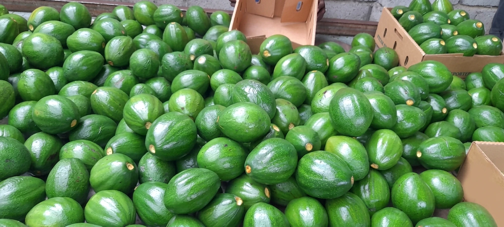 Glossy green avocados piled for grading