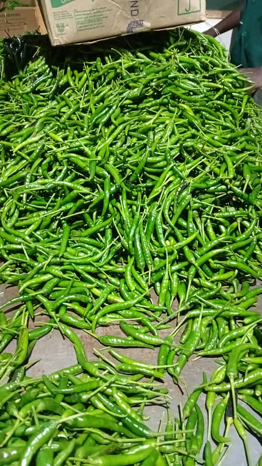 Table-sorted pile of glossy green chillies